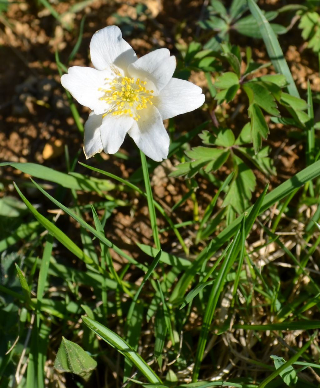 Santa Brigida (BG) : Anemonoides nemorosa